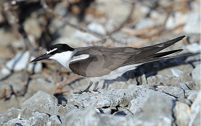 Adult Bridled Tern (Onychoprion anaethetus) at Lady Elliot Island in Australia. Standing on the ground. stock-image by Agami/Aurélien Audevard,