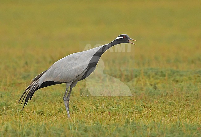 Demoiselle Crane (Anthropoides virgo) breeds at the steppes from Ukraine to Mongolia. It is one of the few species of birds that migrate OVER the Himalayas. stock-image by Agami/Eduard Sangster,