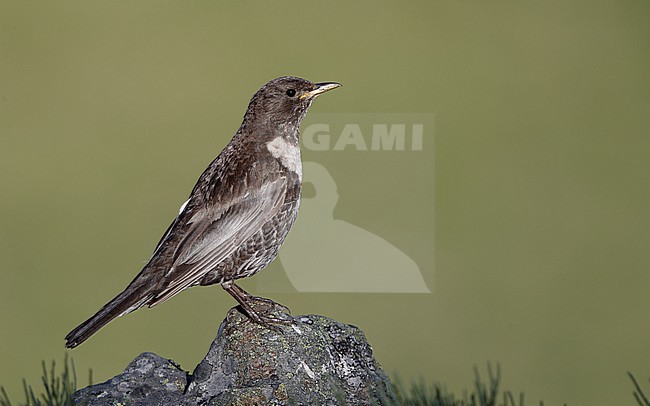 Ring Ouzel (Turdus torquatus alpestris) perched on a rock in the Cantabrian Mountains, Spain stock-image by Agami/Helge Sorensen,