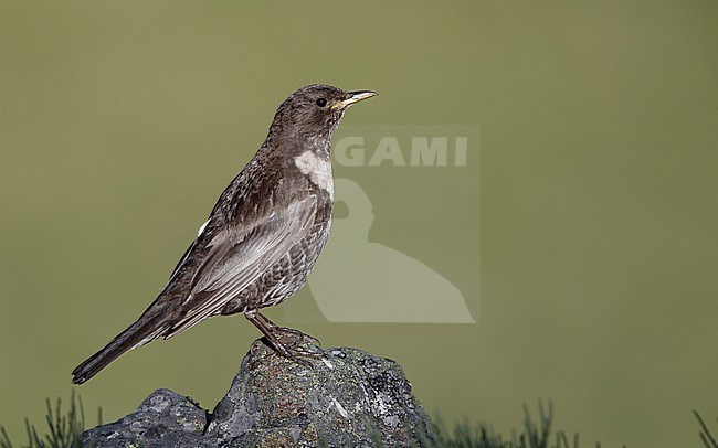 Ring Ouzel (Turdus torquatus alpestris) perched on a rock in the Cantabrian Mountains, Spain stock-image by Agami/Helge Sorensen,