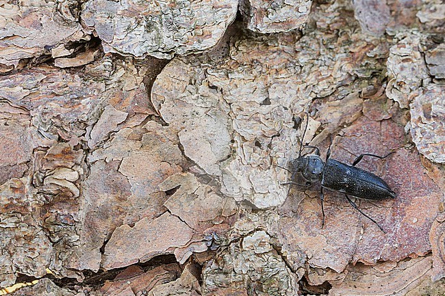 Hylotrupes bajulus - House longhorn beetle - Hausbock, Germany (Baden-Württemberg), imago,female stock-image by Agami/Ralph Martin,