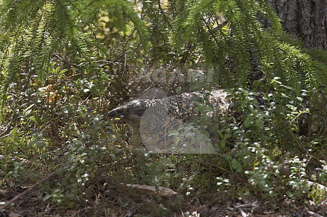 Capercaillie female on nest; Auerhoen vrouw op nest stock-image by Agami/Jari Peltomäki,