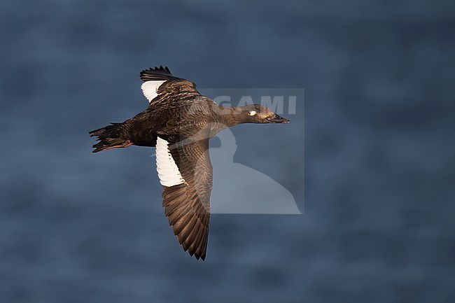 Velvet Scoter (Melanitta fusca), adult female in flight against blue sea in Finland stock-image by Agami/Kari Eischer,