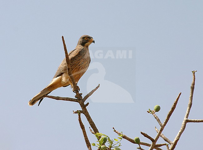 Grasshopper Buzzard (Butastur rufipennis) in Senegal. stock-image by Agami/Edwin Winkel,