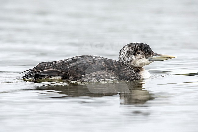 Yellow-billed Diver (Gavia adamsii) swimming on the harbour, Stellendam, Zuid-Holland, the Netherlands. stock-image by Agami/Vincent Legrand,