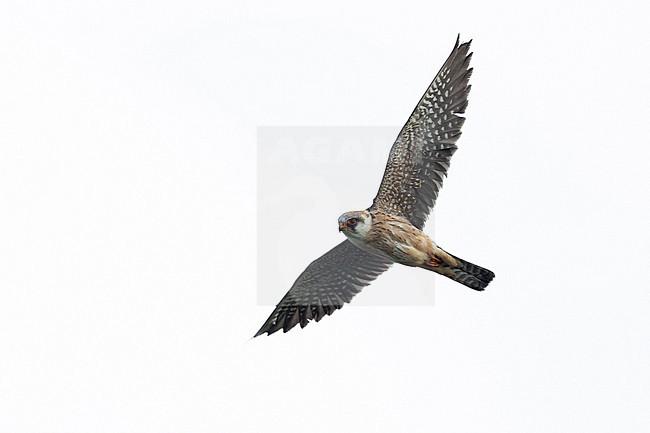 second calendar year or immature female Red-footed Falcon (Falco vespertinus) inin flight, found in Kiskunsag National Park in Hungary stock-image by Agami/Mathias Putze,