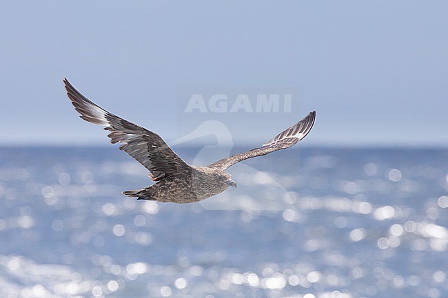 Great Skua (Stercorarius skua) flying against blue sky and sea as background, in Brittany, France. stock-image by Agami/Sylvain Reyt,