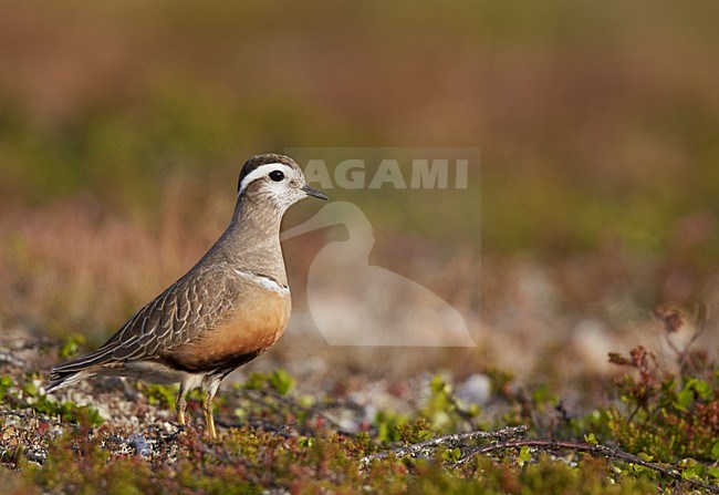 Adulte Morinelplevier, Eurasian Dotterel adult stock-image by Agami/Markus Varesvuo,