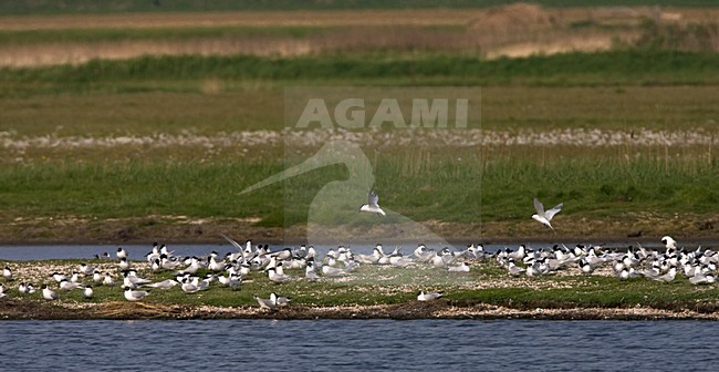 Grote Stern-kolonie op Texel; Sandwich Tern colony on Texel stock-image by Agami/Marc Guyt,