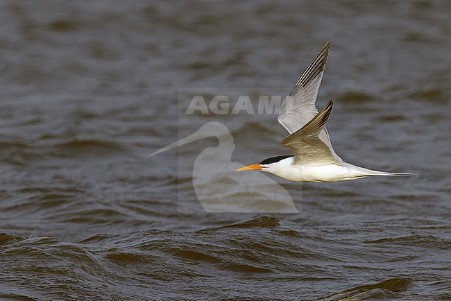 West African Crested Tern (Thalasseus albididorsalis) in flight. stock-image by Agami/David Monticelli,