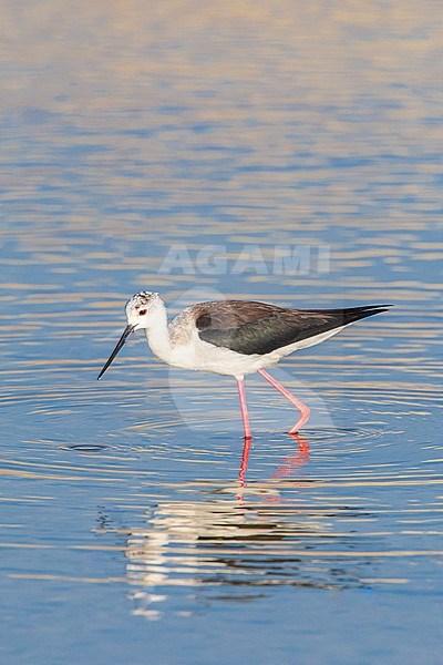 Black-winged Stilt (Himantopus himantopus) at the Skala Kalloni Salt Pans, on the island of Lesvos, Greece stock-image by Agami/Marc Guyt,