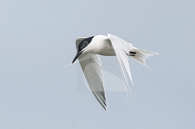 Sandwich Tern, Grote Stern, Sterna sandvicensis, Spain, adult stock-image by Agami/Ralph Martin,