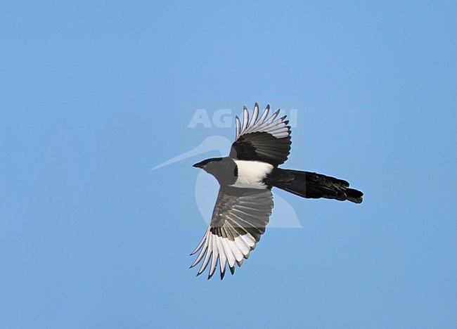 Ekster, Eurasian Magpie, Pica pica stock-image by Agami/Markus Varesvuo,