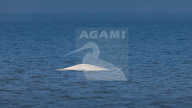 Beluga Whale (Delphinapterus leucas) swimming off Julianadorp, Noord Holland, the Netherlands. stock-image by Agami/Vincent Legrand,