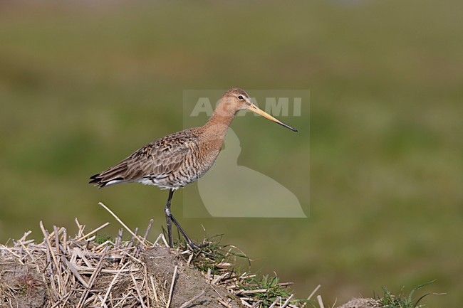 Grutto; Black-tailed Godwit stock-image by Agami/Arie Ouwerkerk,