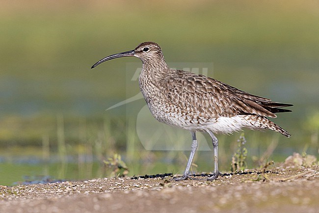 Eurasian Whimbrel (Numenius phaeopus), side view of an adult standing on the ground, Campania, Italy stock-image by Agami/Saverio Gatto,