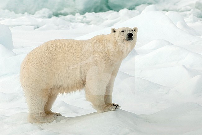 Polar bear (Ursus maritimus) adult close-up stock-image by Agami/Roy de Haas,