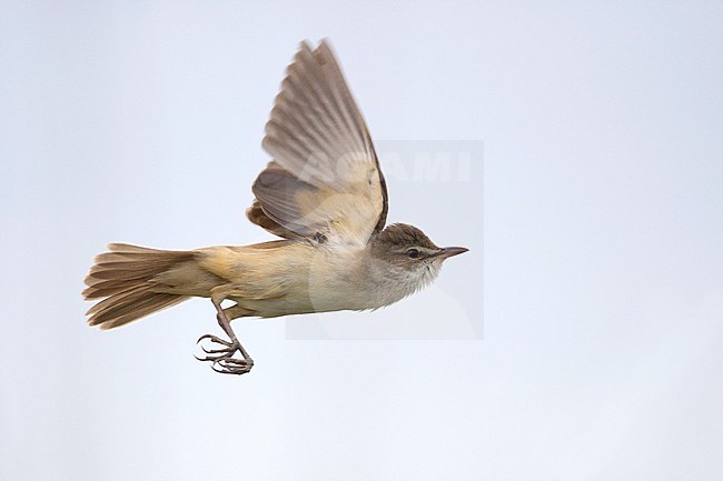 Great Reed Warbler (Acrocephalus arundinaceus) in Loviisa, Finland. stock-image by Agami/Arto Juvonen,