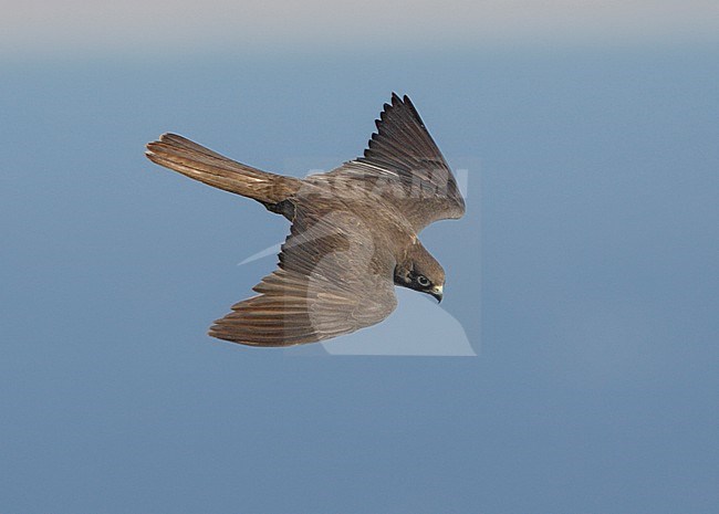 Eleonora's Valk in vlucht; Eleonora's Falcon (Falco eleonorae) stock-image by Agami/Mike Danzenbaker,