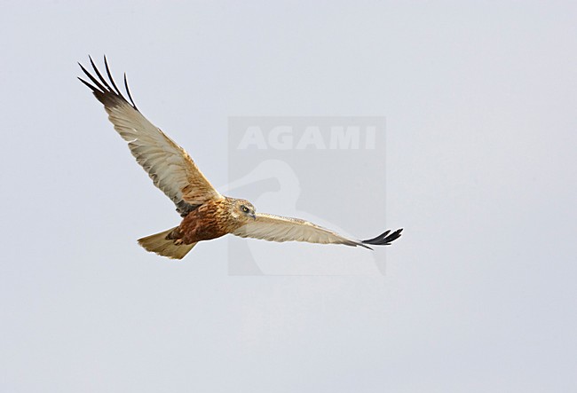 Mannetje Bruine Kiekendief in vlucht; Male Western Marsh Harrier in flight stock-image by Agami/Markus Varesvuo,
