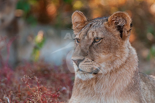 Close up portrait of a lion, Panthera leo. Mashatu Game Reserve, Botswana. stock-image by Agami/Sergio Pitamitz,