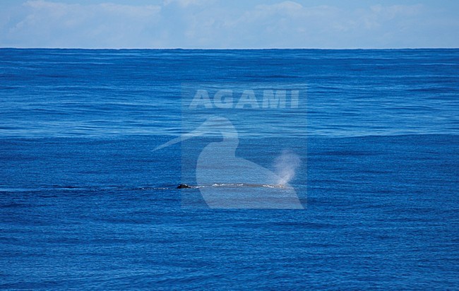 Ademwolk van een Potvis; Blow of a Sperm Whale (Physeter macrocephalus) stock-image by Agami/Marc Guyt,