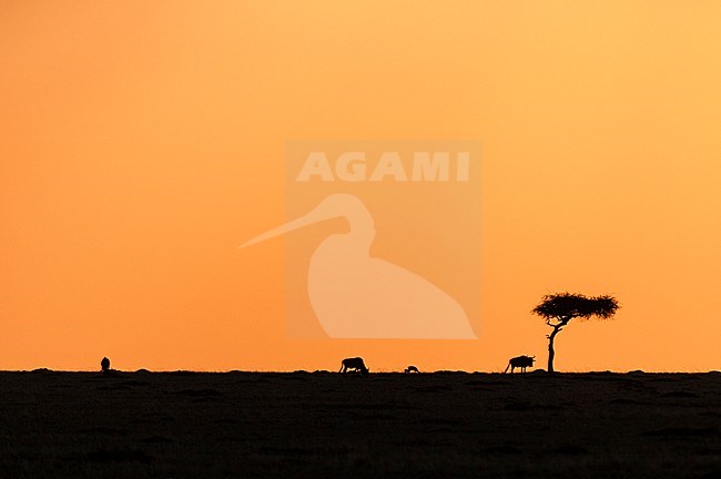 Three wildebeests, Connochaetes taurinus, grazing at sunset. Masai Mara National Reserve, Kenya. stock-image by Agami/Sergio Pitamitz,