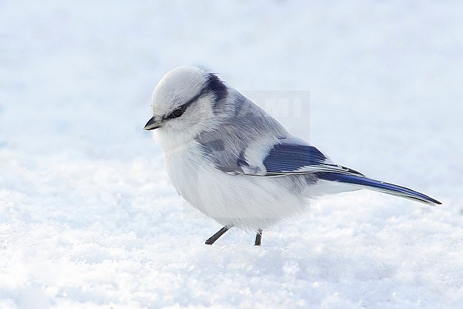Azuurmees, Azure Tit, Cyanistes cyanus stock-image by Agami/Tomi Muukkonen,