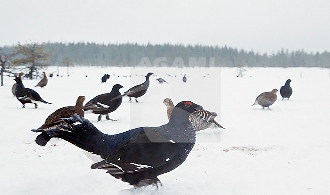 Black Grouse (Lyrurus tetrix) at dancing arena during winter near Suomussalmi in Finland. stock-image by Agami/Markus Varesvuo,