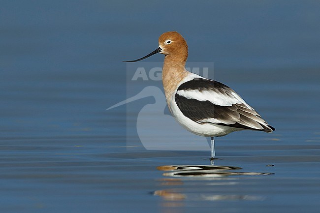 Adult female breeding plumaged American Avocet (Recurvirostra americana) standing in a shallow lake.
Galveston Co., Texas, USA. stock-image by Agami/Brian E Small,
