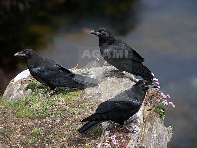 Three juvenile Northern Ravens (Corvus corax) waiting on a rock for their parents. Image taken during May on Ouessant Island, Brittany provine, in France. stock-image by Agami/Aurélien Audevard,