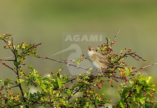 Singing male Common Grasshopper Warbler (Locustella naevia) in nature reserve Berkheide, south of Katwijk, Netherlands, during spring. stock-image by Agami/Marc Guyt,