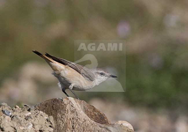 Roodstaarttapuit zittend op een rots; Red-tailed Wheatear perched on a rock stock-image by Agami/Harvey van Diek,
