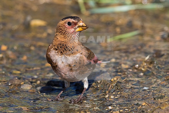 Eurasian Crimson-winged Finch; Rhodopechys sanguineus stock-image by Agami/Daniele Occhiato,