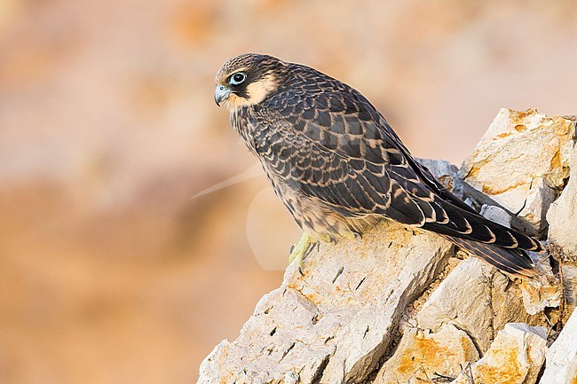 Eleonora's Falcon (Falco eleonorae), juvenile perched on a rock stock-image by Agami/Saverio Gatto,