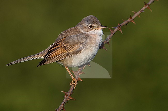 Adult Common Whitethroat, Sylvia communis, perched on a twig in Italy. stock-image by Agami/Daniele Occhiato,