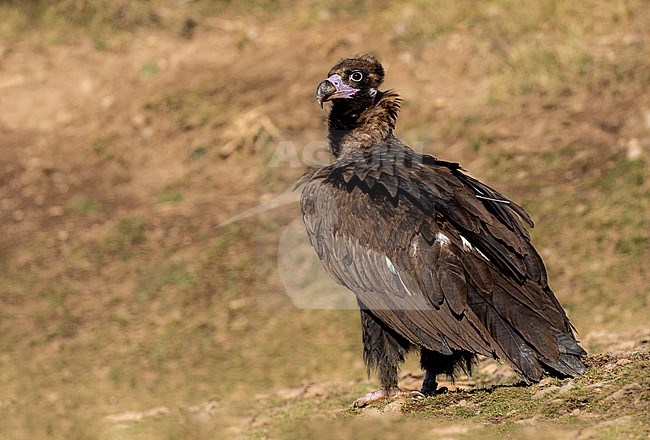 Young Black Vulture with gps device stock-image by Agami/Onno Wildschut,