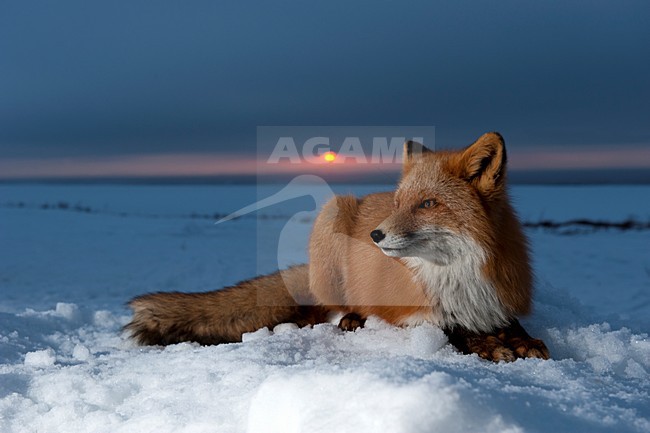 Vos in de sneeuw, Red Fox in the snow stock-image by Agami/Sergey Gorshkov,