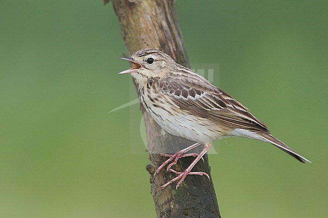 Tree Pipit - Baumpieper - Anthus trivialis ssp. trivialis, Germany stock-image by Agami/Ralph Martin,