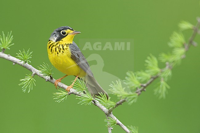 Adult male Canada Warbler, Cardellina canadensis
St. Louis Co., MN stock-image by Agami/Brian E Small,