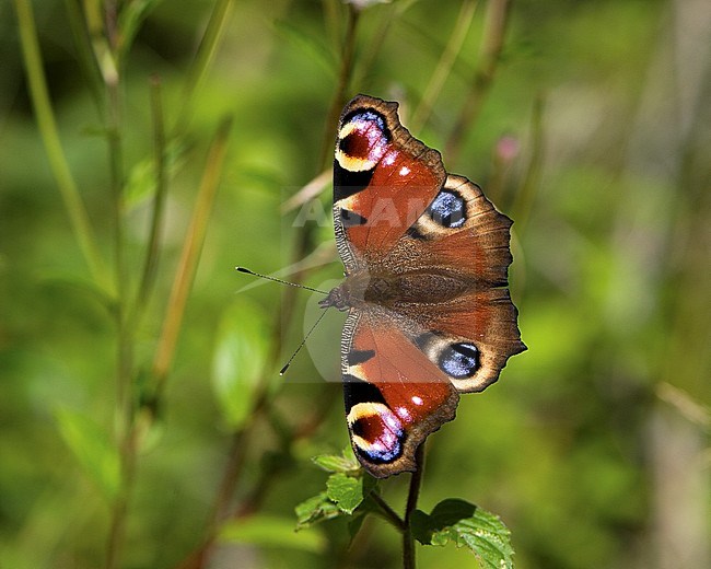 Dagpauwoog / Peacock (Aglais io) stock-image by Agami/Wil Leurs,