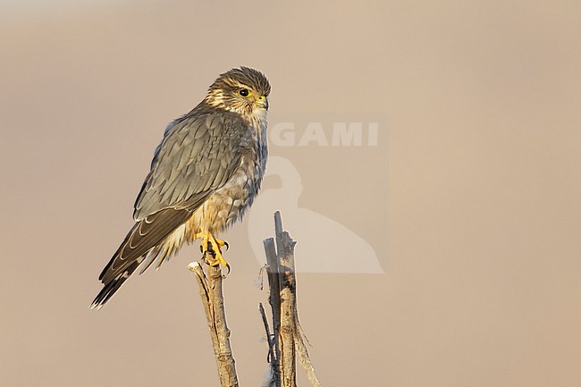 Adult male American Merlin (Falco columbarius columbarius) wintering in Riverside County, California, in November. Perched on a dead branch against a pale brown background. stock-image by Agami/Brian E Small,