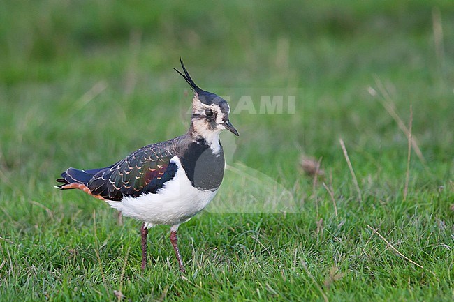 Northern Lapwing - Kiebitz - Vanellus vanellus, Germany, adult stock-image by Agami/Ralph Martin,