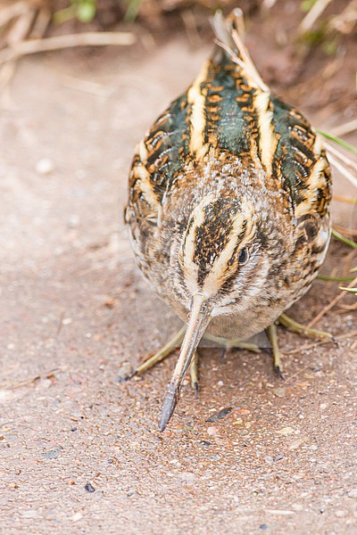 Bokje, Jack Snipe, Lymnocryptes minimus stock-image by Agami/Menno van Duijn,