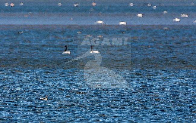 Critically Endangered Hooded Grebe (Podiceps gallardoi) swimming on a lake in Patagonia in Argentina. stock-image by Agami/Marc Guyt,