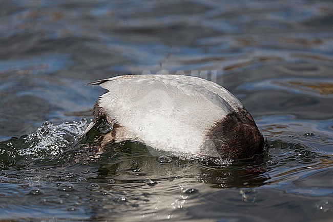 An adult male Common Pochard (Aythya ferina) is diving. stock-image by Agami/Mathias Putze,