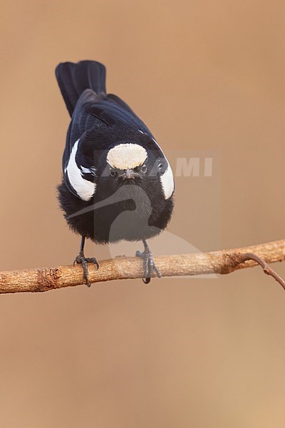 Arnot's chat (Myrmecocichla arnotti) male perched in Tanzania. stock-image by Agami/Dubi Shapiro,
