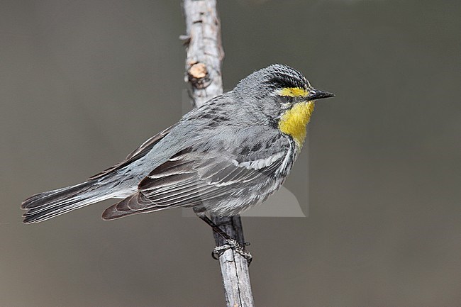 Adult male
Cochise Co., AZ
April 2009 stock-image by Agami/Brian E Small,