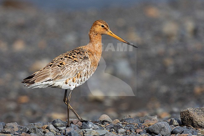 Black-tailed Godwit  (Limosa limosa islandica), side view of an adult standing on the ground, Southern Region, Iceland stock-image by Agami/Saverio Gatto,
