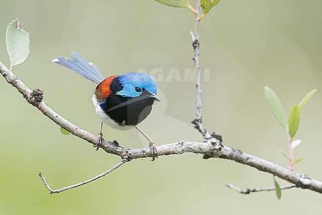 Purple-backed Fairywren (Malurus assimilis) perched on a branch in eastern Australia. stock-image by Agami/Glenn Bartley,